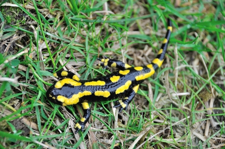 Salamander (Salamandra salamandra) 