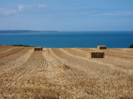 A field of wheat