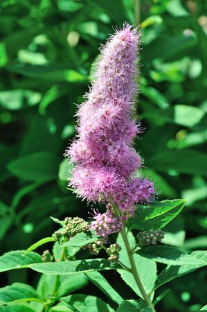 Douglas Spirea (Spiraea douglasii) 