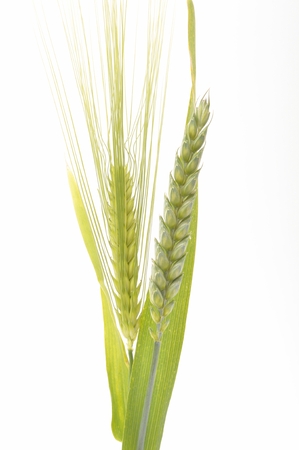 Green wheat and barley bouquet border, isolated on white backgroundの写真素材