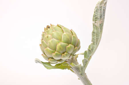 A freshy artichoke on white backgroundの写真素材