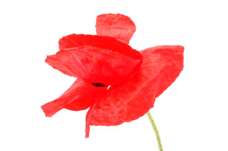 Common poppies on white backgroundの写真素材