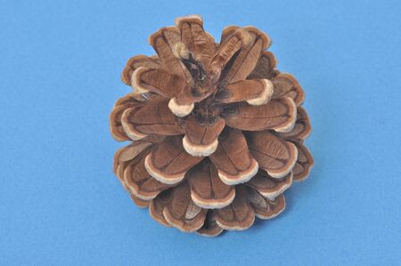 Pine cone