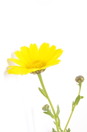 golden daisy on a blue backgroundの写真素材