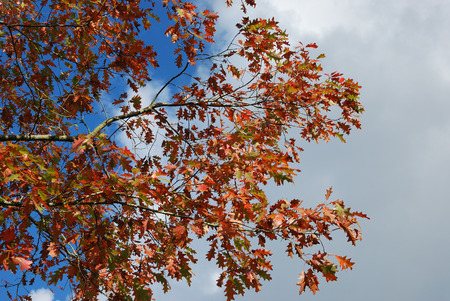 Tree in autumn colours 