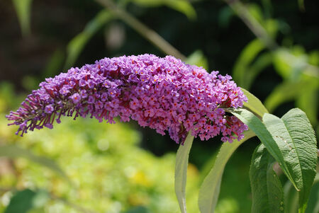Buddleia flowering bush