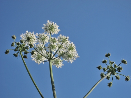 hogweed