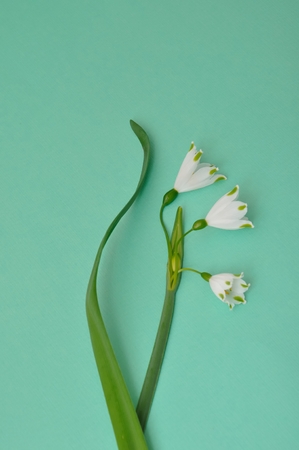 Spring snowflake flower,leucojum vernumの写真素材