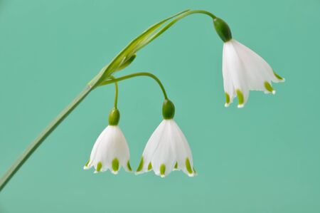 Spring snowflake flower,leucojum vernumの写真素材