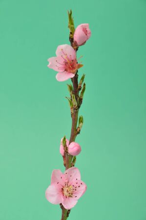Peach Blossom, Studio shotの写真素材