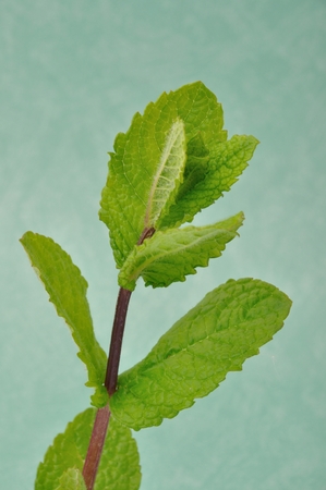 Mint leavesの写真素材