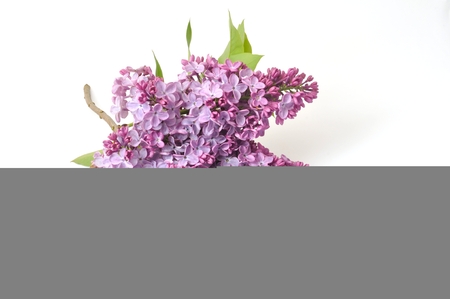 Lilac blossomsの写真素材