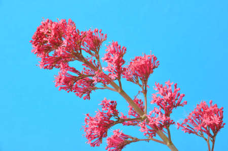 valerian blossoms