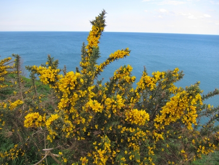Gorse on Brittany coastの写真素材
