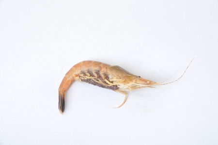 Common Shrimp