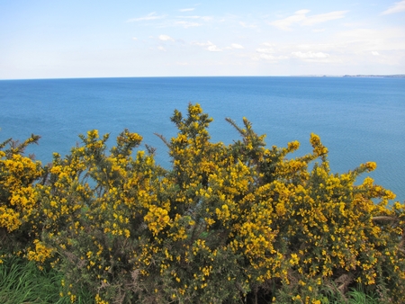 Gorse on Brittany coastの写真素材