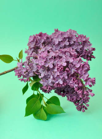 Lilac blossoms