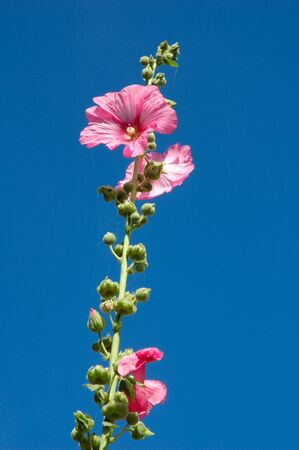 Garden hollyhock lcea Althea roseaの写真素材
