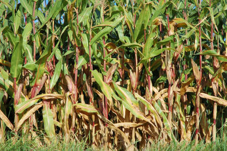 Corn field