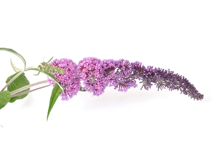 buddleia