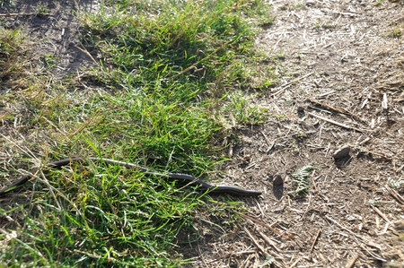 Slow worm on a path