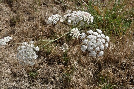 wild carrot blossom