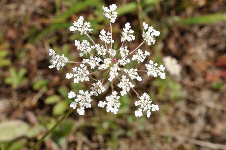 wild carrot blossom