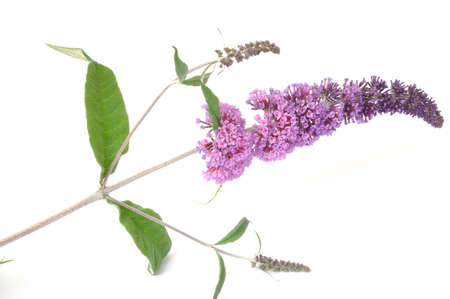 buddleiaの写真素材