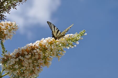 Butterfly Canadian tiger swallowtail