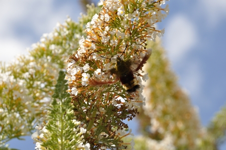 Broad-bordered Bee Hawk-moth, Hemaris fuciformis, on flowerの写真素材