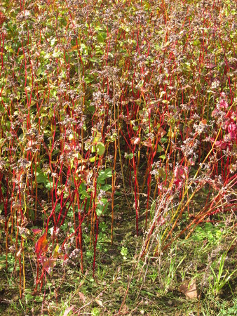 organic buckwheat fied