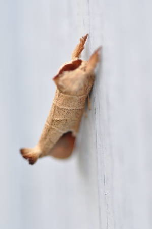 Butterflyの写真素材