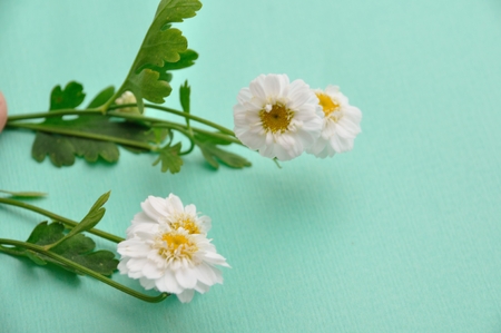 Camomile flowers _family Asteraceae_の写真素材