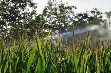 Water sprinkler installation in a field of maizeの写真素材