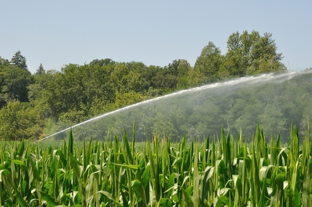 Water sprinkler installation in a field of maizeの写真素材