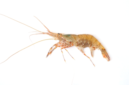 prawn Shrimpの写真素材