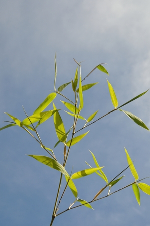 Bamboo Leavesの写真素材