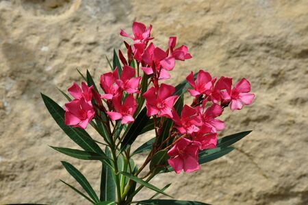 Oleander bush in blossom