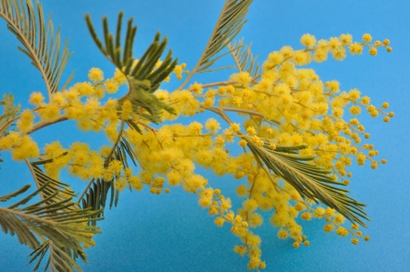 mimosa flowers studio shotの写真素材