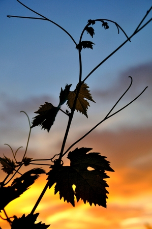Vine leaves in sunsetの写真素材