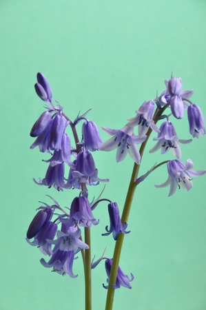 Hyacinthの写真素材