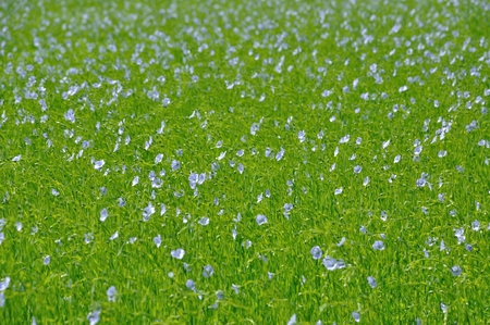 Flowering flax fieldの写真素材