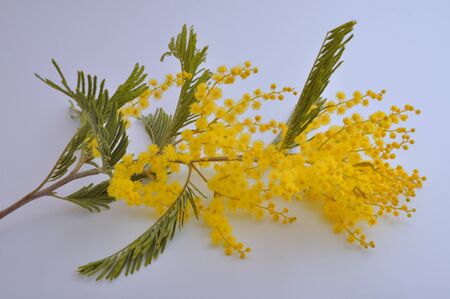 mimosa flowers studio shotの写真素材