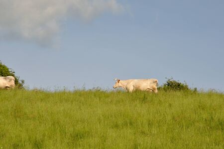 Norman cow  in meadowsの写真素材