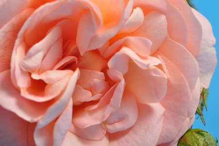 Orange rosesの写真素材