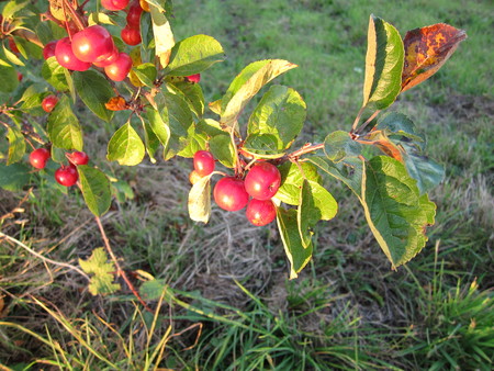 Apple tree at fallの写真素材