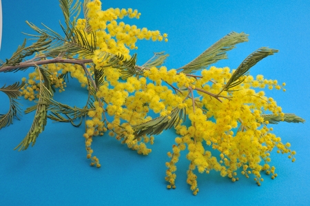 Mimosa flowers studio shotの写真素材