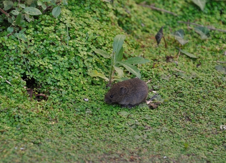 voles in a garden