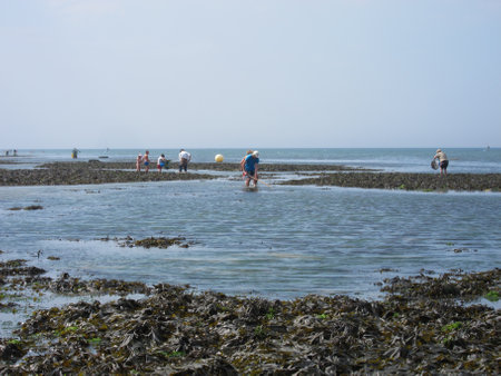 LUC_FRANCE, 26 JULY, 2018: People fishing shrimp on the beach of Luc in Normandyのeditorial素材