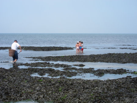 LUC_FRANCE, 26 JULY, 2018: People fishing shrimp on the beach of Luc in Normandyのeditorial素材